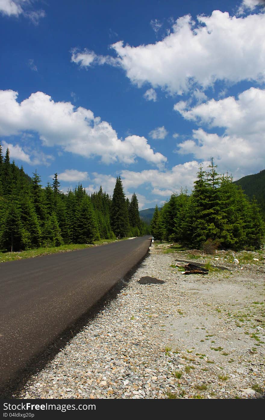 Forest scenery in the Carpathians