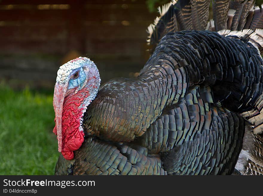 Closeup of a turkey