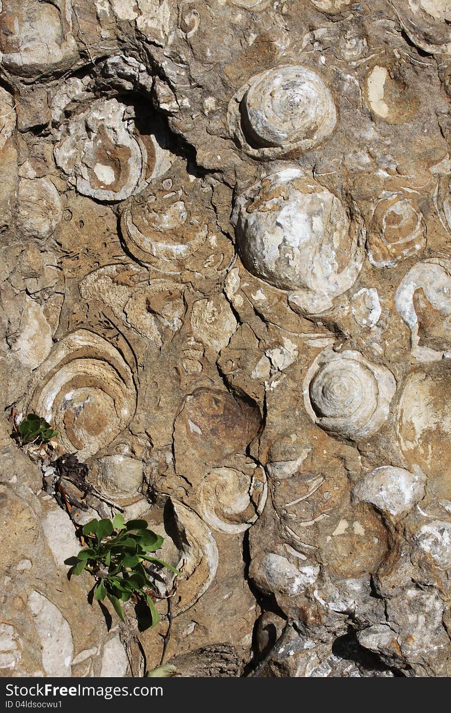 Snail fossils