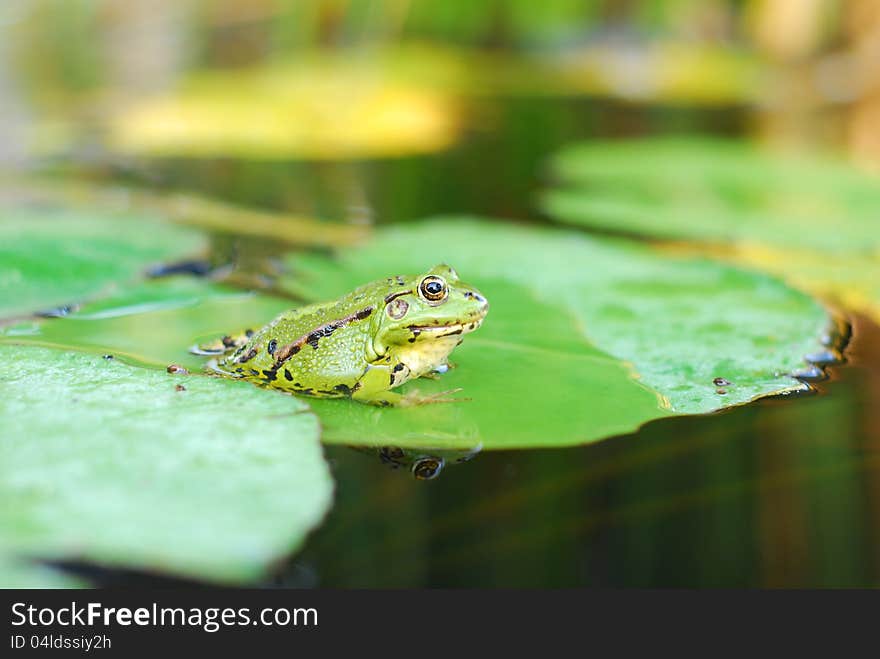 Frog sits on a green leaf