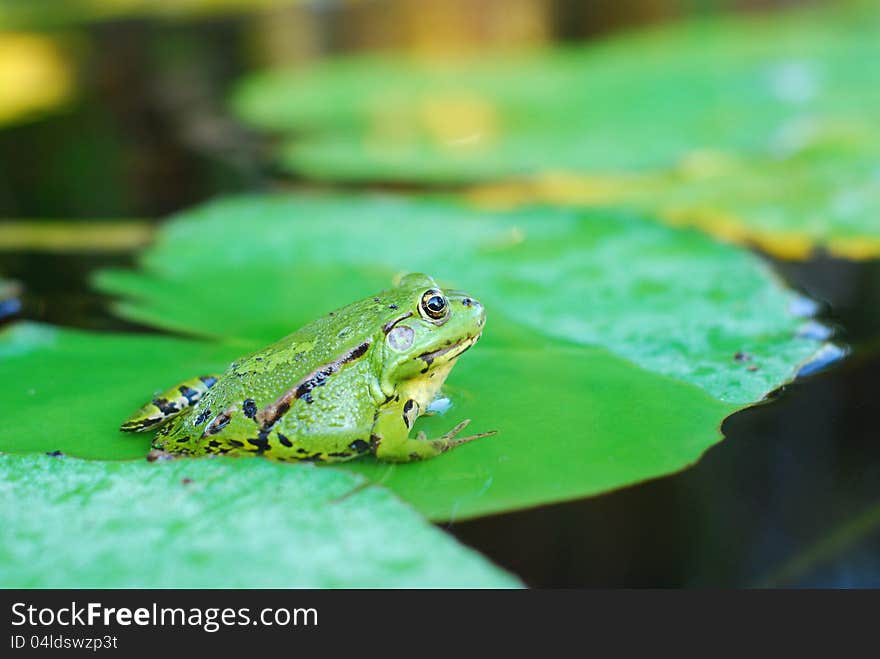 Frog Sits On A Green Leaf