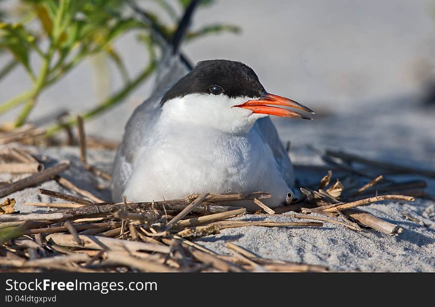 Common tern sits on her eggs