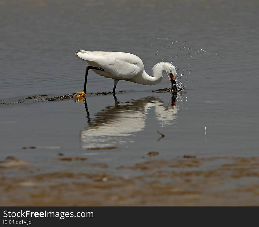 Snowy Egret