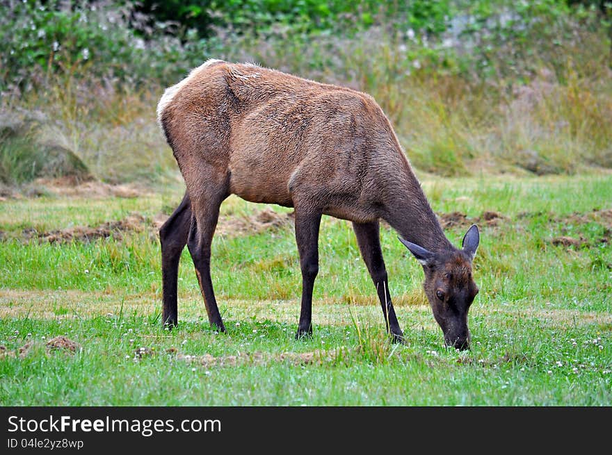 Grazing Elk