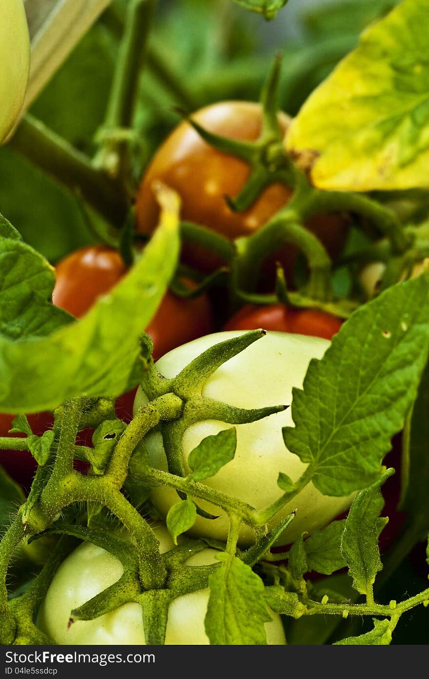 Clusters of Roma tomatoes in various stages of ripeness as viewed from above. Clusters of Roma tomatoes in various stages of ripeness as viewed from above.