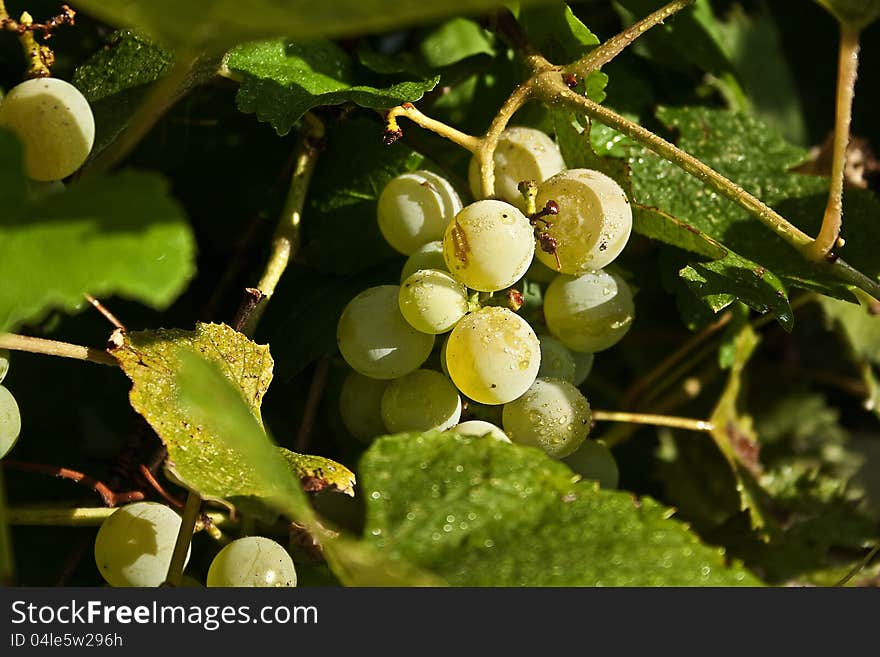 A small cluster of green grapes on a backyard grape vine. A small cluster of green grapes on a backyard grape vine.