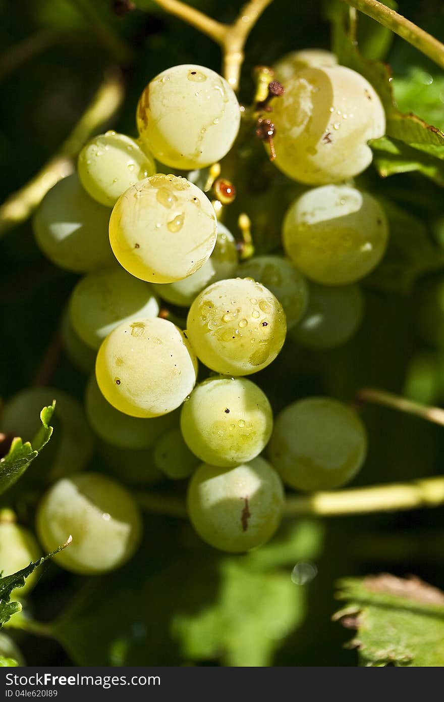 Green grapes after a morning rain in my neighbors yard.