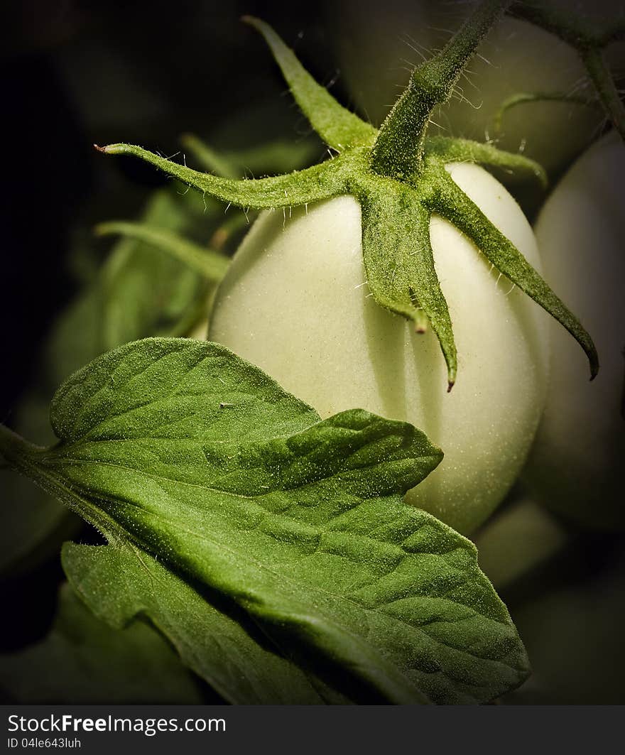 An immature Roma type tomato and leaf that appear to be sprinkled with glittery faerie dust in the midday sun. An immature Roma type tomato and leaf that appear to be sprinkled with glittery faerie dust in the midday sun.