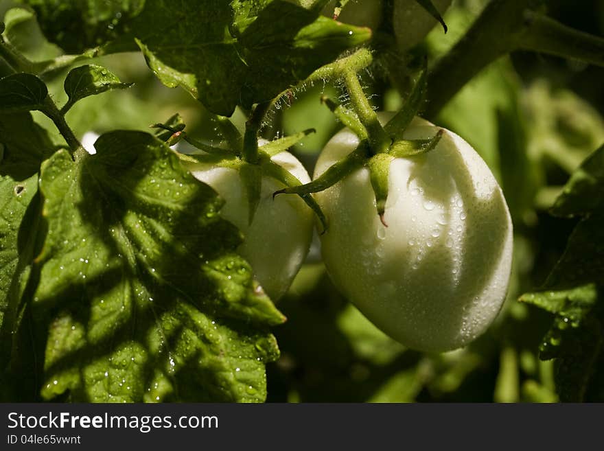 Two Roma type green tomatoes on the vine waiting to ripen. Two Roma type green tomatoes on the vine waiting to ripen.