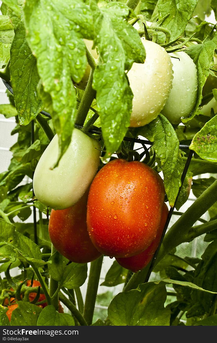 Clusters of Roma tomatoes on the vine in tomato cages.