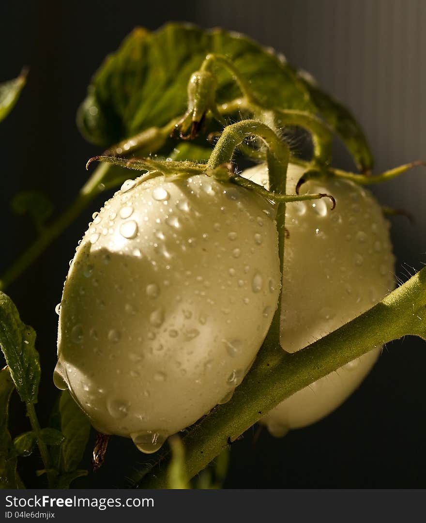 Raindrops on two Roma tomatoes that have yet to ripen into their full glory. Raindrops on two Roma tomatoes that have yet to ripen into their full glory.