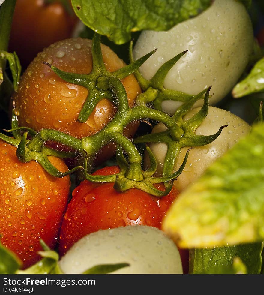 A cluster of Roma tomates in various stages of ripening after a summer rain shower. A cluster of Roma tomates in various stages of ripening after a summer rain shower.