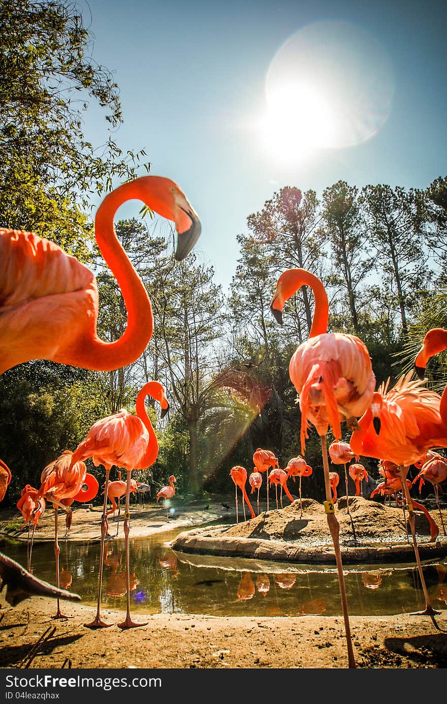 Dozens of flamingos bathing in the sun near water pond. Dozens of flamingos bathing in the sun near water pond