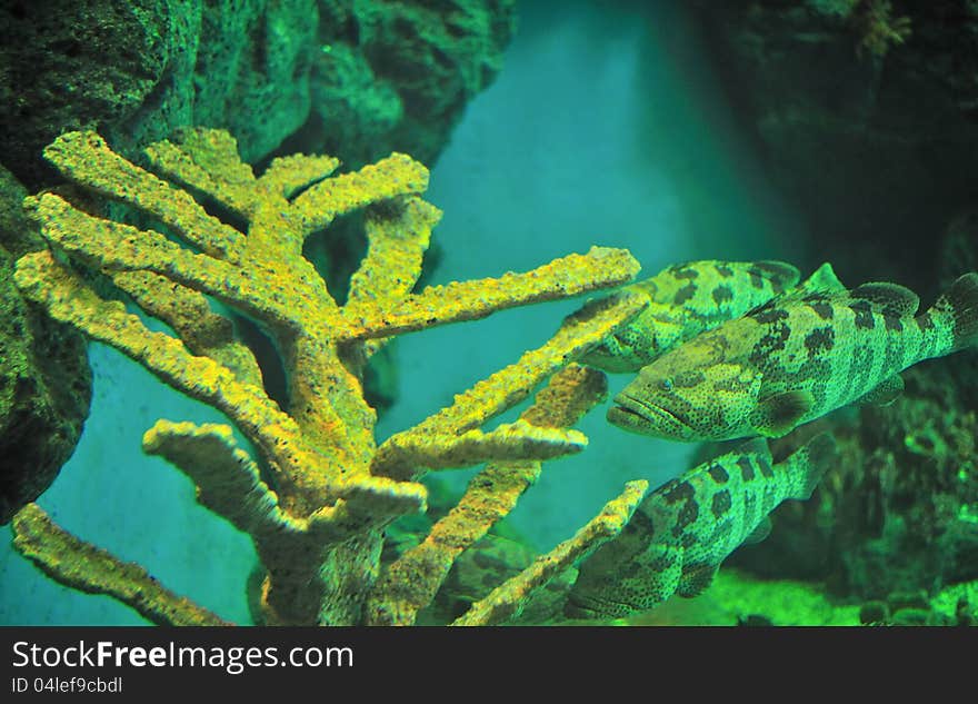 Fish in aquarium, Rayong, Thailand. Fish in aquarium, Rayong, Thailand.