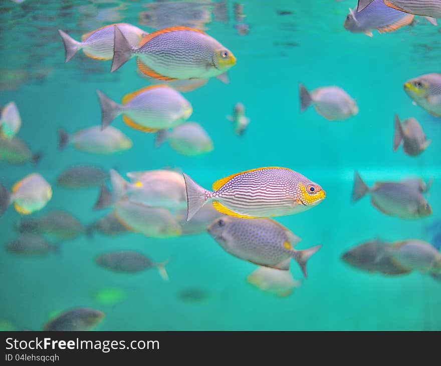 Fish in aquarium, Rayong, Thailand. Fish in aquarium, Rayong, Thailand.