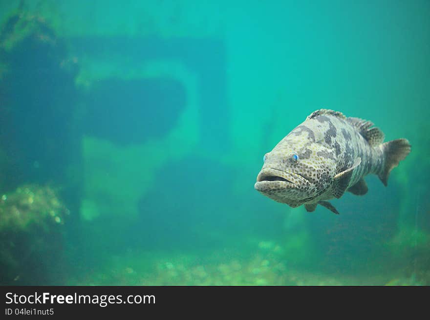 Fish in aquarium.