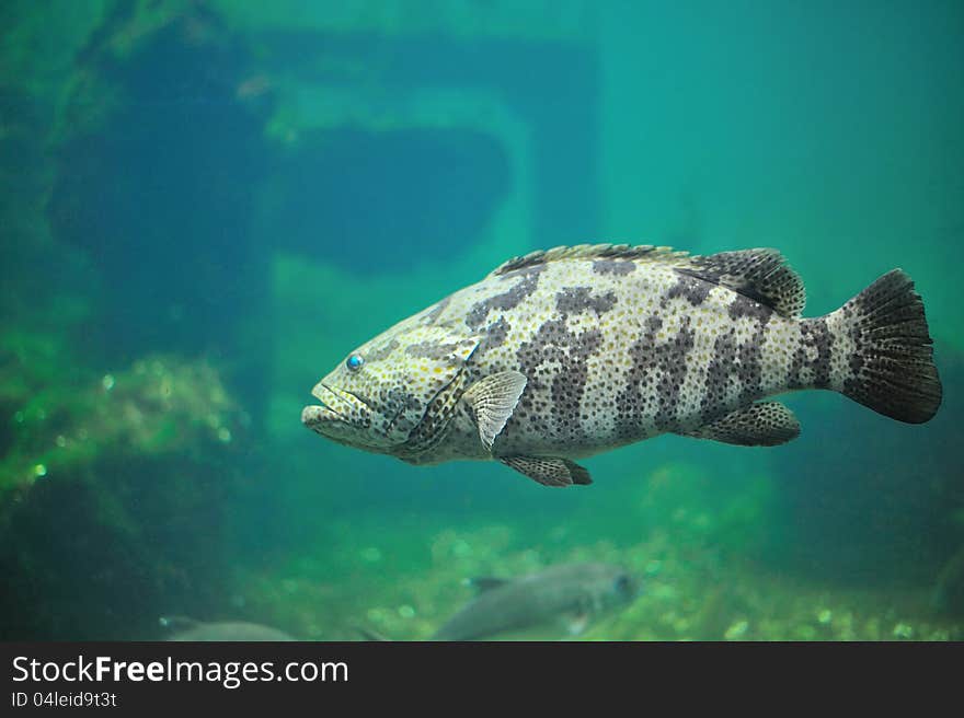 Fish in aquarium.