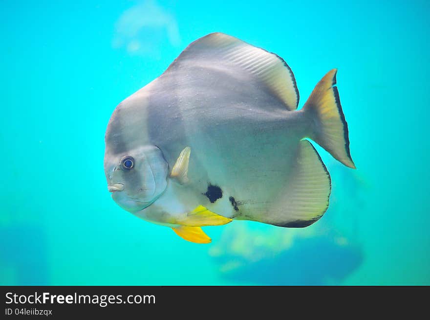 Fish in aquarium.