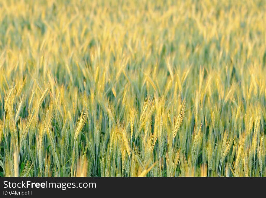 A beautiful field with golden ears of rye. A beautiful field with golden ears of rye