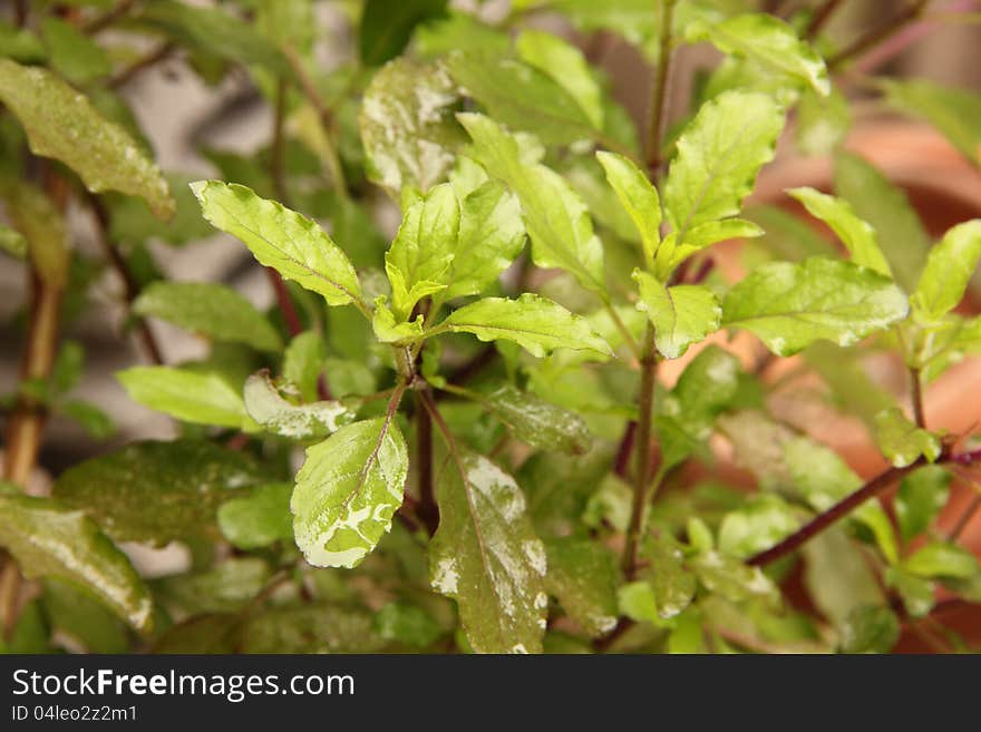 Holy basil leaves