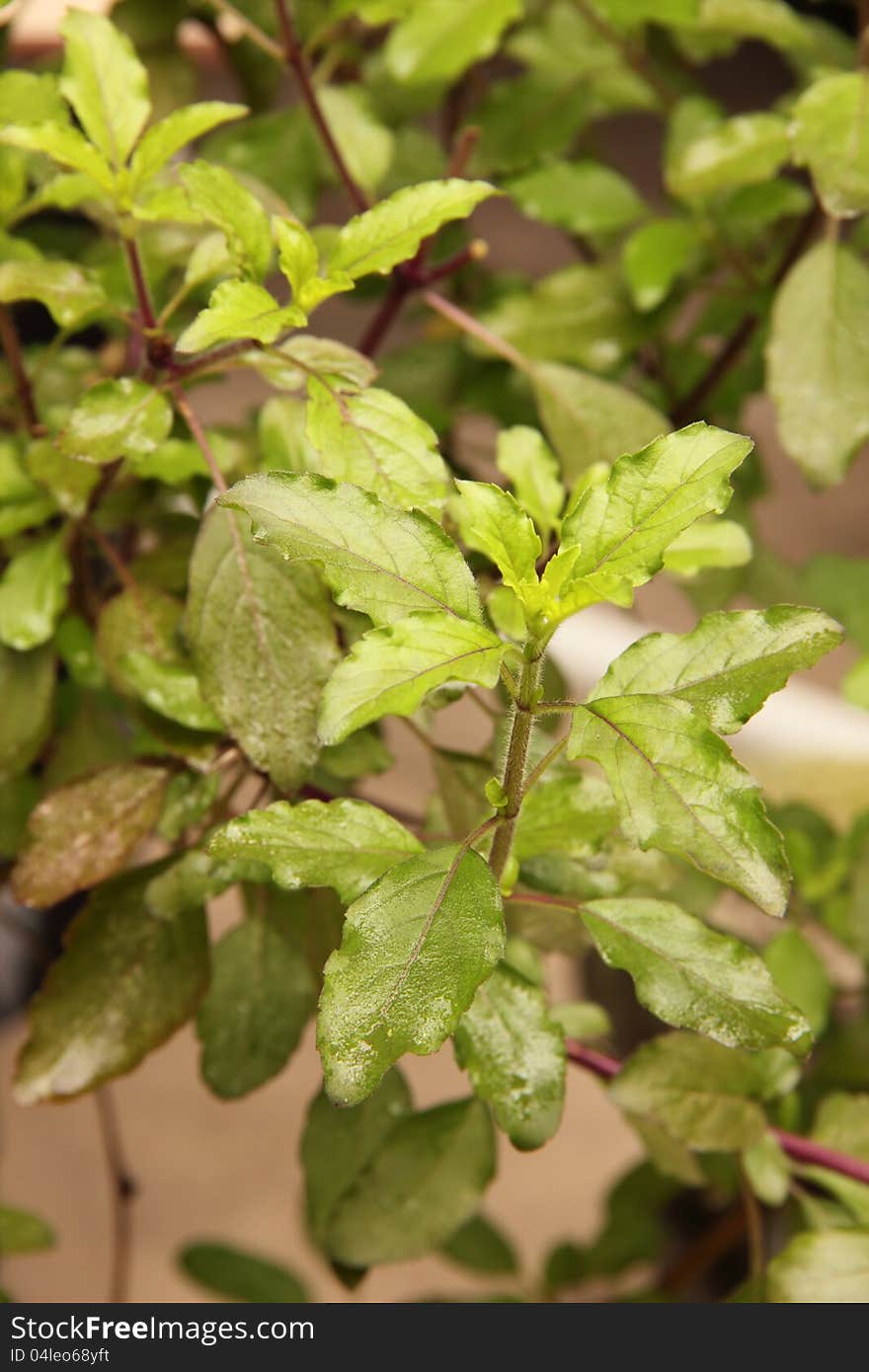 Holy Basil Leaves