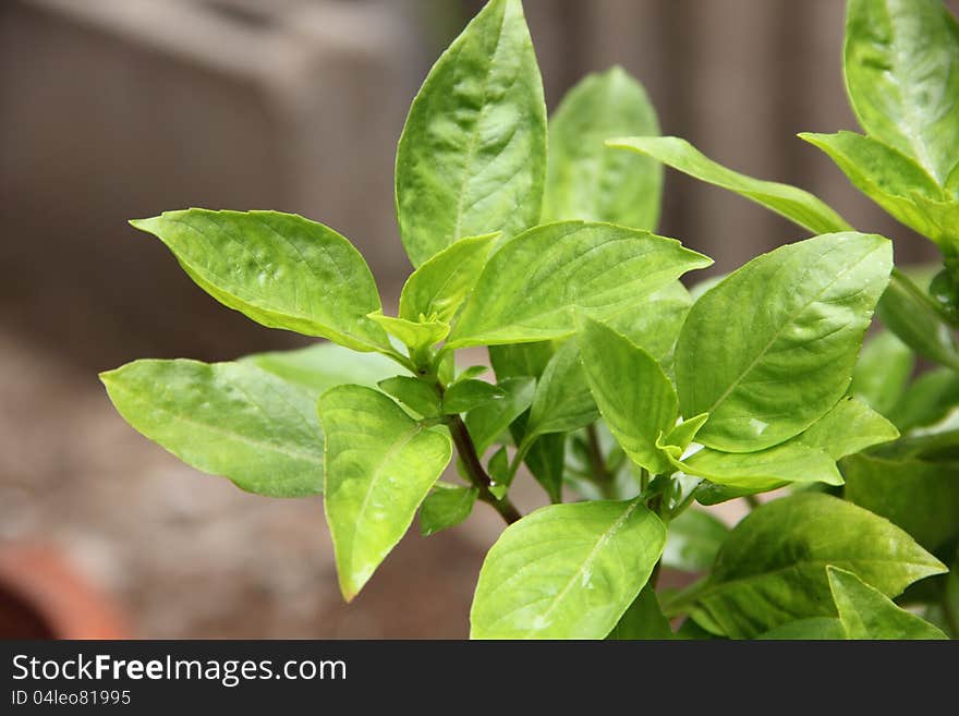 Sweet basil leaves