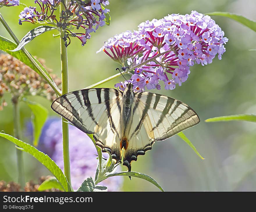 Swallowtail butterfly in morning sun