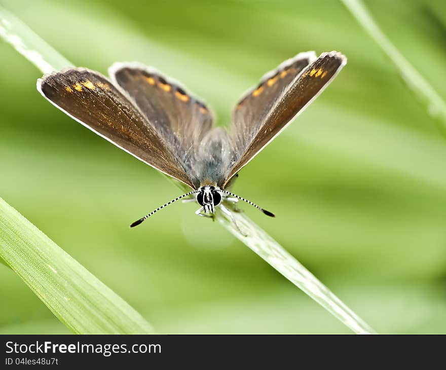 Ranunculus The Brown Blade Of Grass, Wings Open