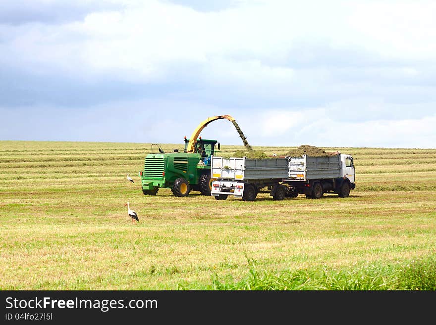 Truck taking the grain