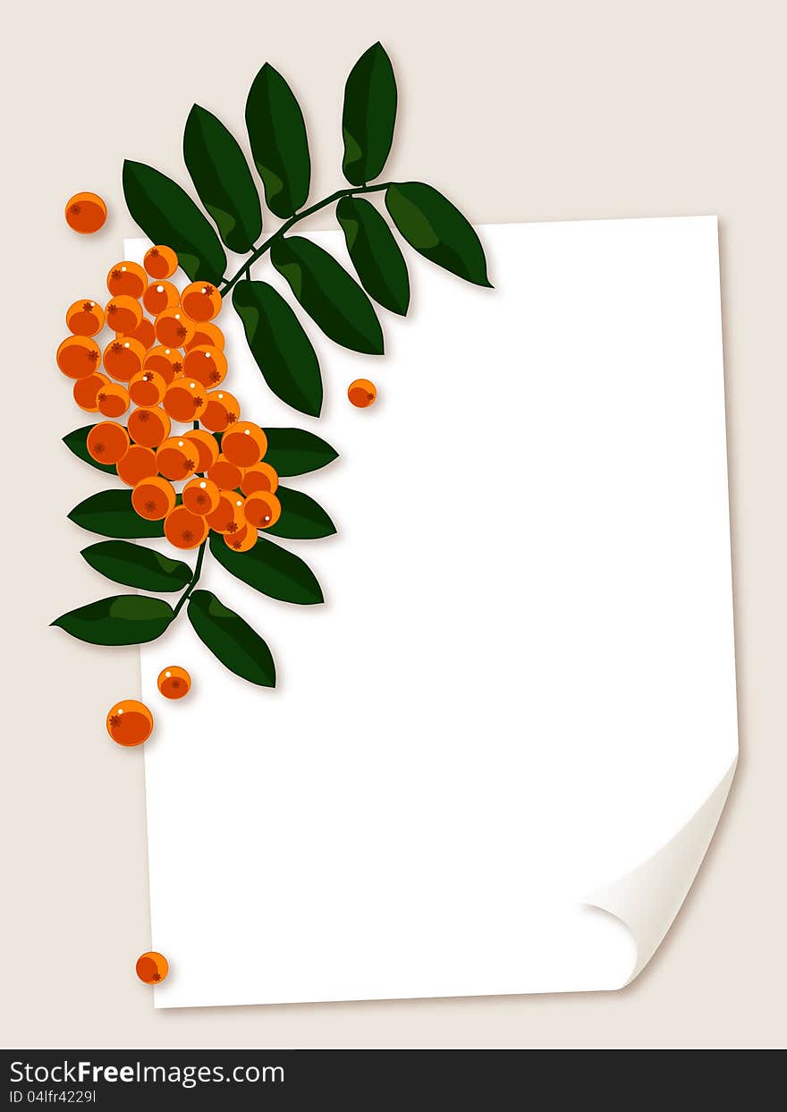 White paper sheet with rowan berries branch.