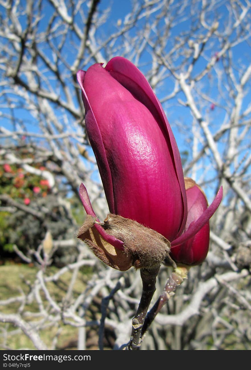 Buds of a lilac magnolia