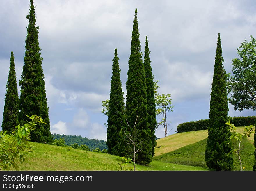 Pine trees