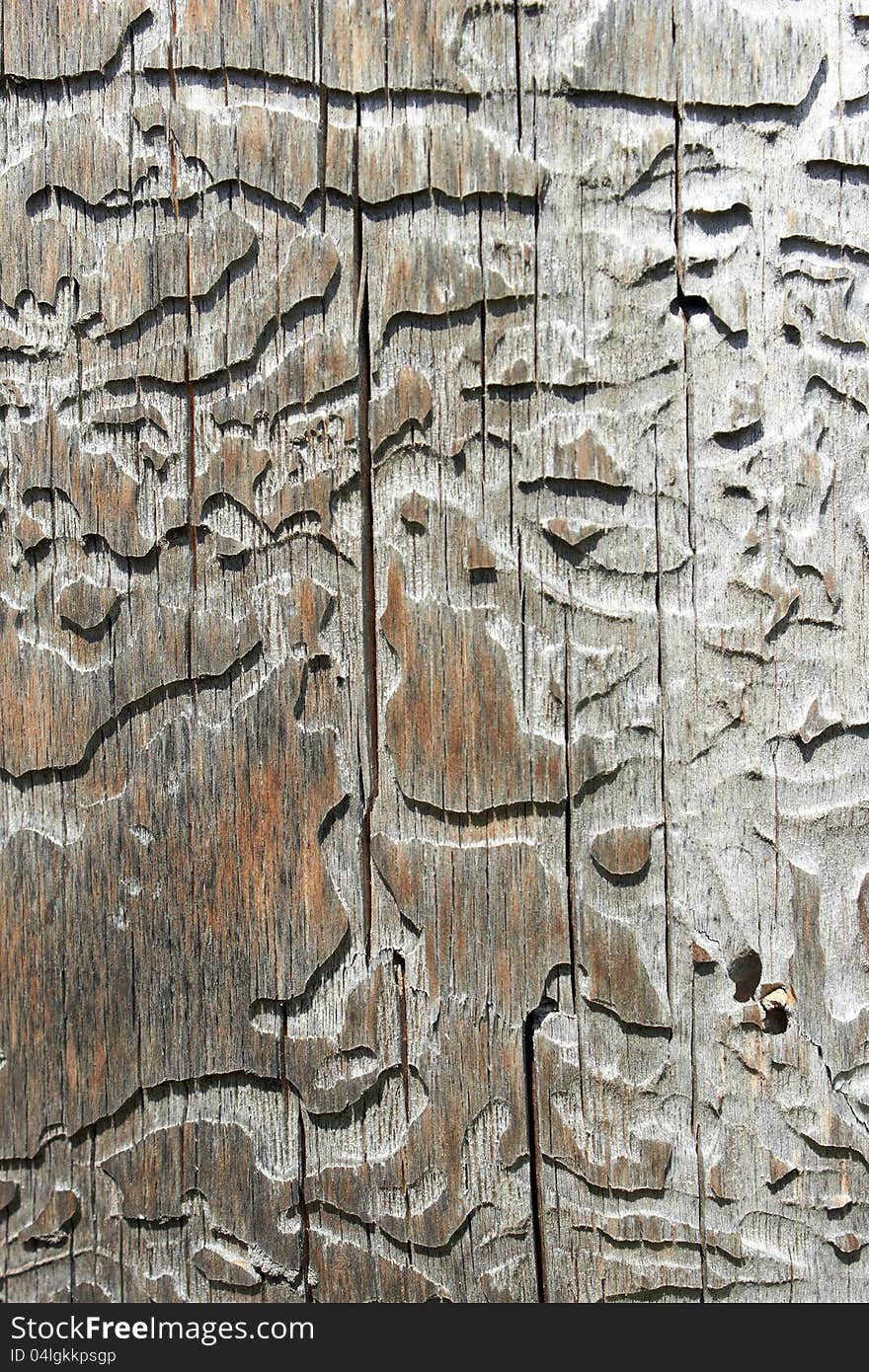 The texture of the wood