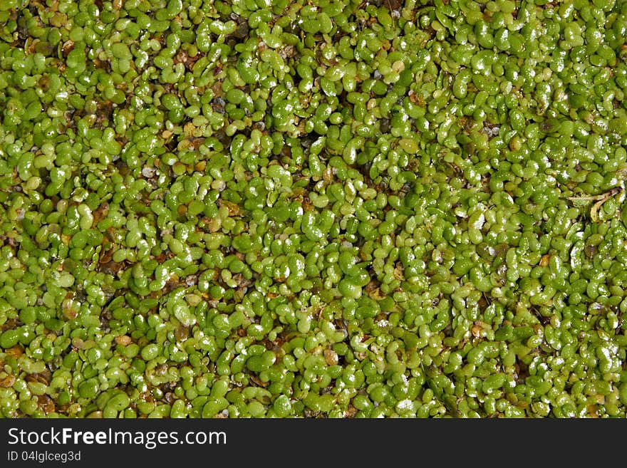 The water is covered with duckweed