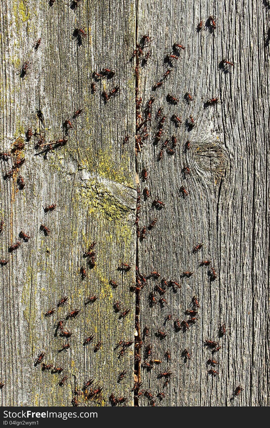 Ants crawling on the old boards. Ants crawling on the old boards