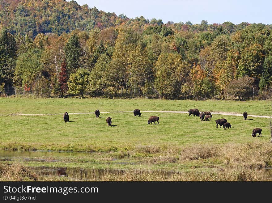 Herd of buffaloes at omega wildlife park near montebello,quebec. Herd of buffaloes at omega wildlife park near montebello,quebec