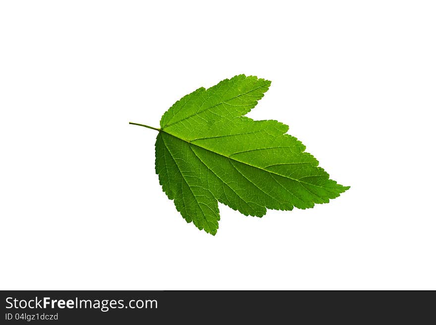 Green leaf isolated on white