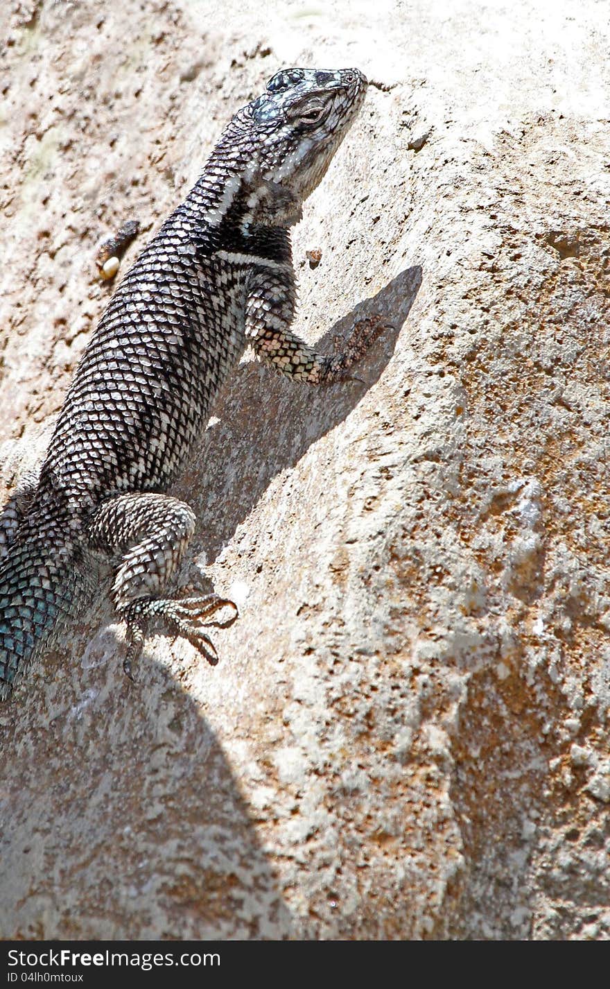 Blue Belly Banded Lizard Perched On Rock