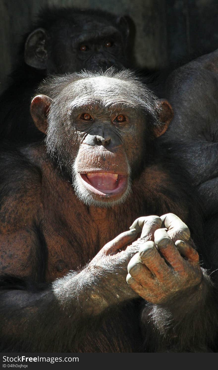 Close Up Portrait Of Chimp With Open Mouth And Hands Folded. Close Up Portrait Of Chimp With Open Mouth And Hands Folded