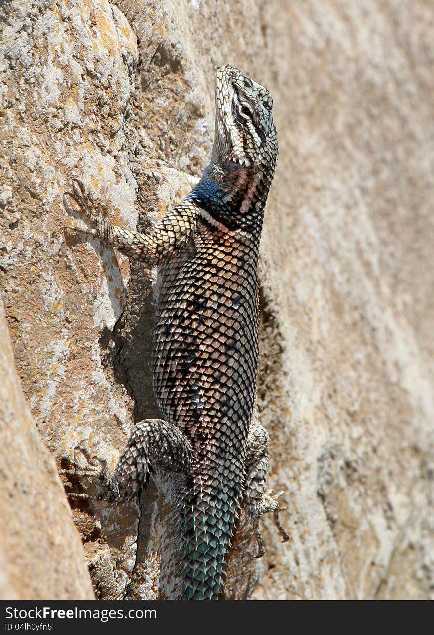 Blue Belly Banded Lizard Perched On Rock