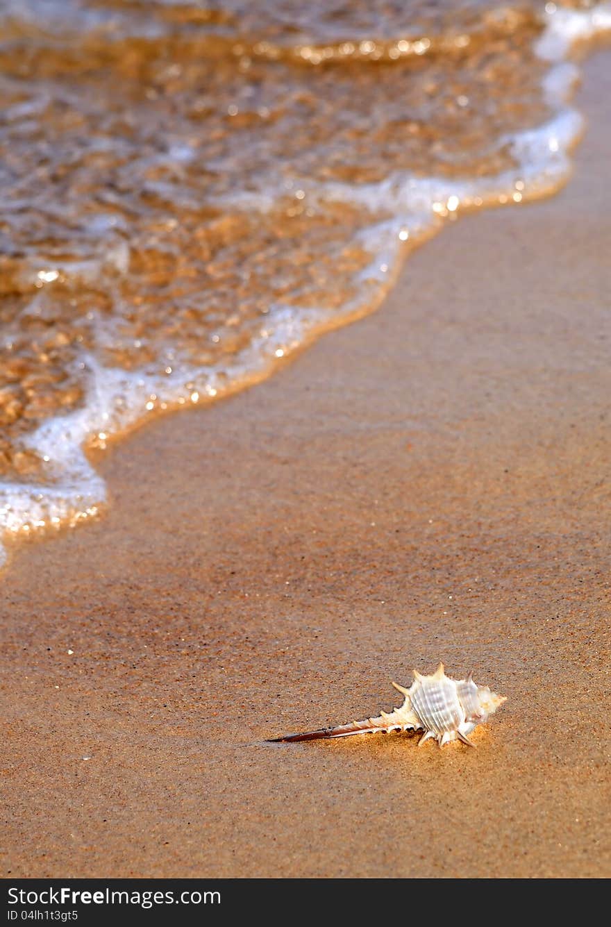 Seashell On The Sea Coast