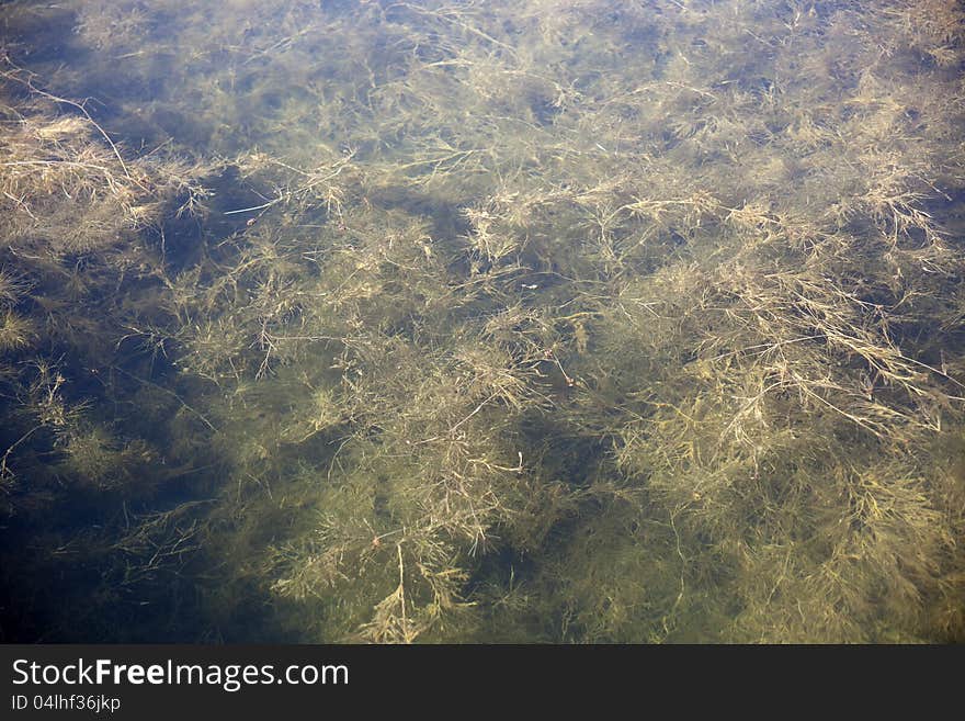 Sea weeds in the water under the daylight