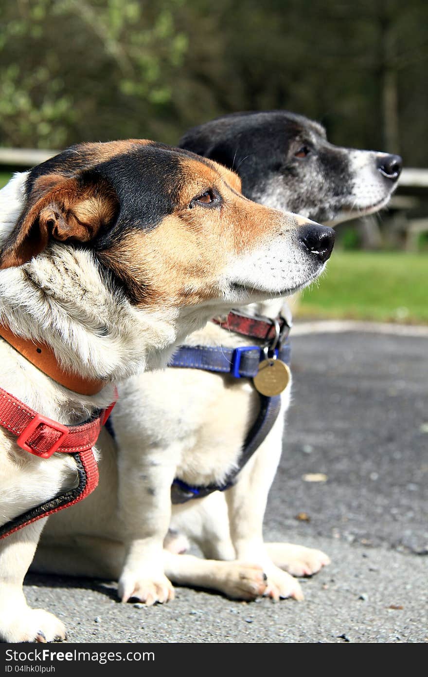 Image of a dog waiting patently for his master to come back