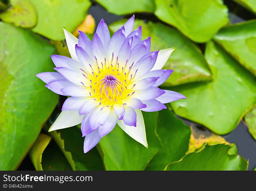 Purple lotus blossom or water lily flower blooming on pond.