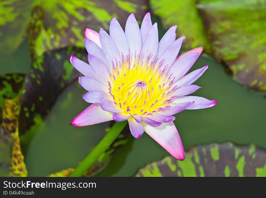 Multicolor lotus blossoms or water lily flowers blooming on pond.