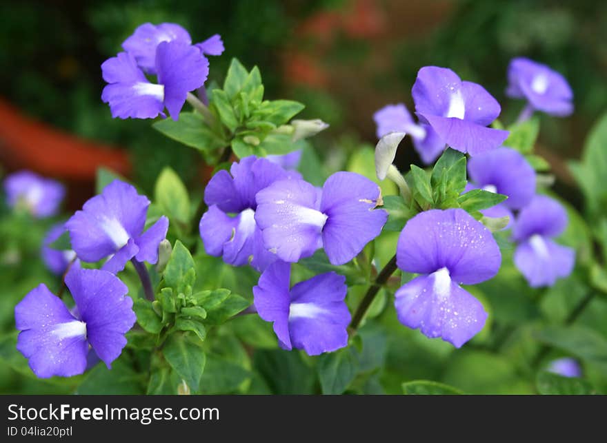 Beautiful blue flowers