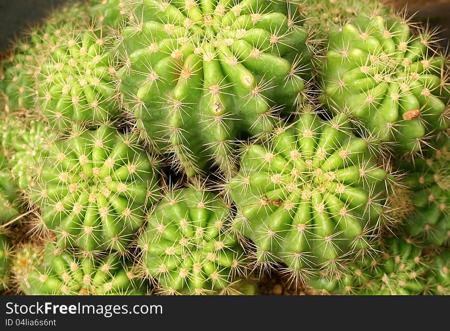 Green cactuses