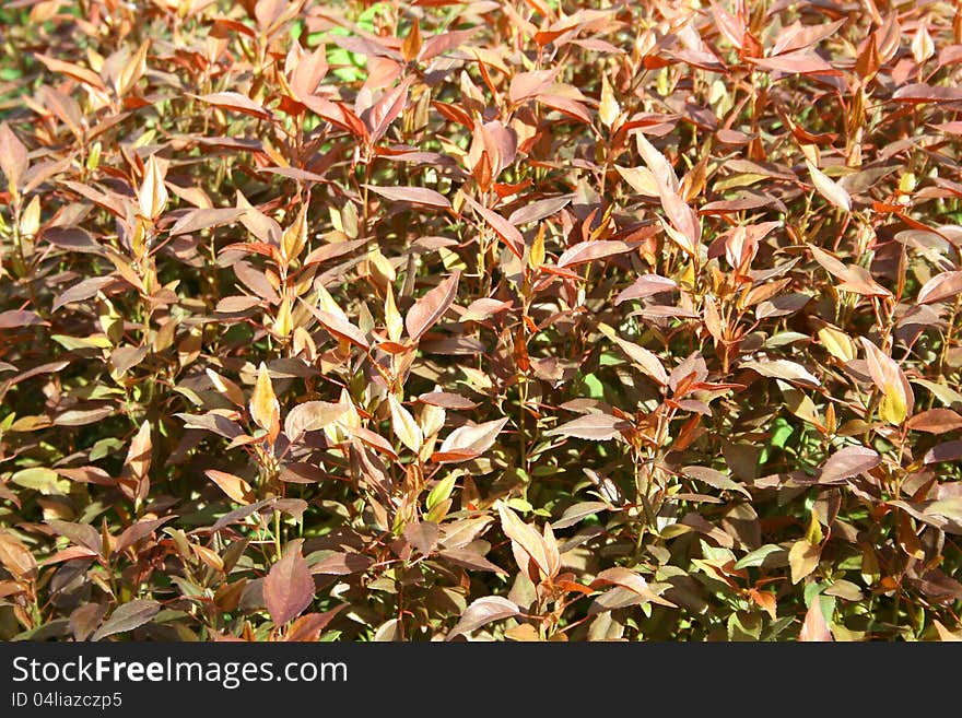 Red leaves