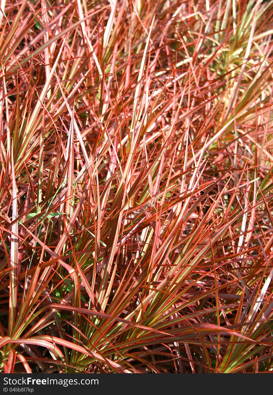 Pink leaves