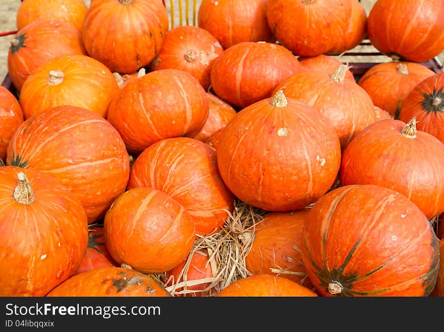 Pumpkins  in farm rural country field produce harvest holiday. Pumpkins  in farm rural country field produce harvest holiday